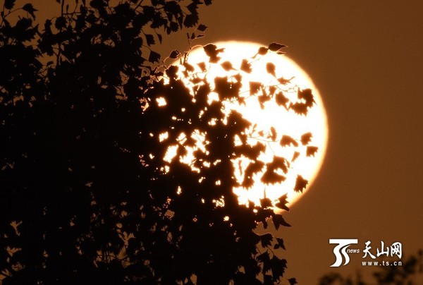 一轮太阳从库尔勒“东山荒山绿化基地”人工种植培养的胡杨后缓缓地升起。