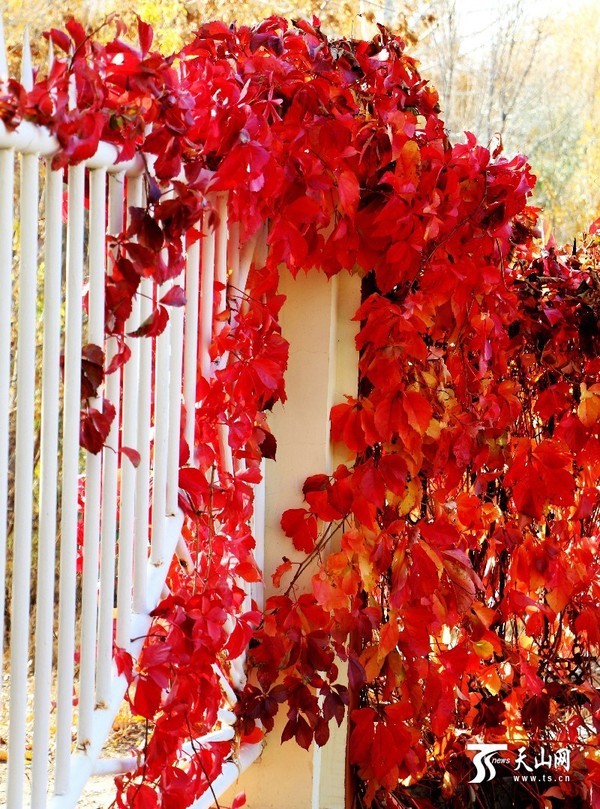 哈巴河县双拥公园秋景