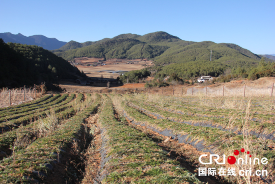 王璞的药材种植基地
