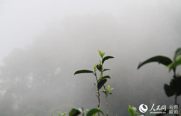 生长在浓雾中的古树茶。人民网 虎遵会 摄