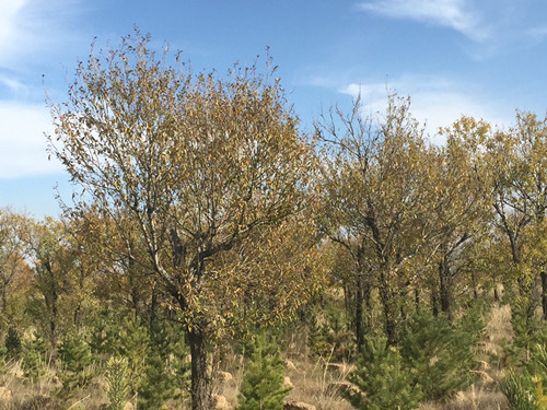 山西杨树局“林苗一体化”（（白鸿滨 摄）