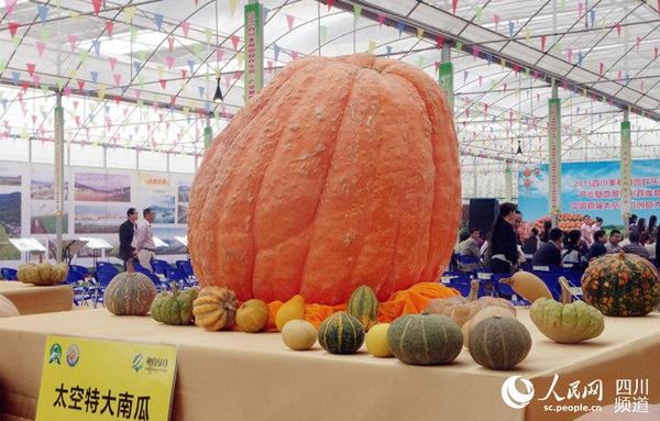 目前国内最大的太空南瓜，重308斤。（王军 摄）