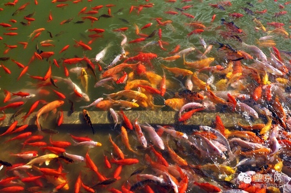 望和公园惊现十万只锦鲤和金鱼,密集恐惧症者