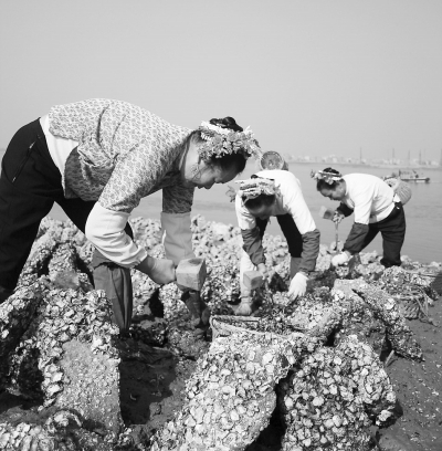 勤劳的蟳埔女在海边挖海蚵壳。