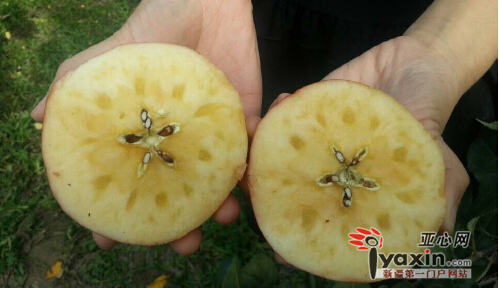 订购电话不断,新疆阿克苏红旗坡苹果火了|苹果