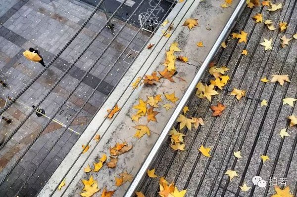中关村,路人的雨伞,与落叶浑然一体。拍者 米度克