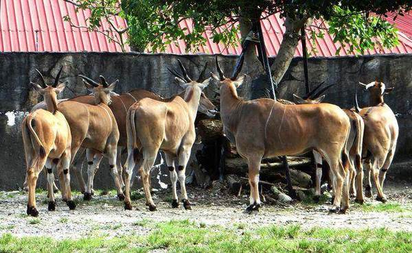 母伊兰羚羊全部注视着公伊兰羚羊“梅菊忠”。图片来源:台湾《中时电子报》