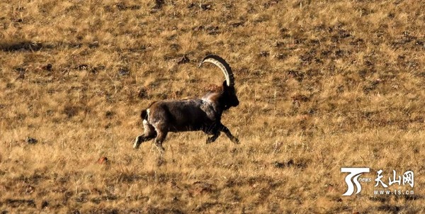在和静县阿拉沟乡冬牧场，一只野生山羊走过金色的草场。