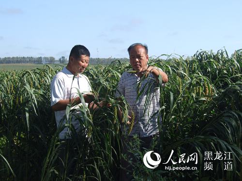 图为灯塔乡信四村党总支书记左德明带领群众发展谷子种植。