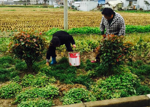 新如村党员邱新珍在她的”绿化养护岗”上忙碌着