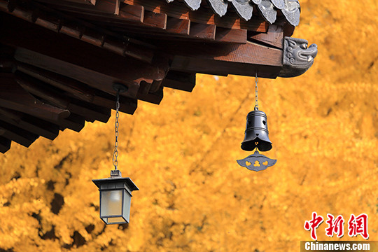 西安古刹千年银杏树满目金黄|游客|银杏树