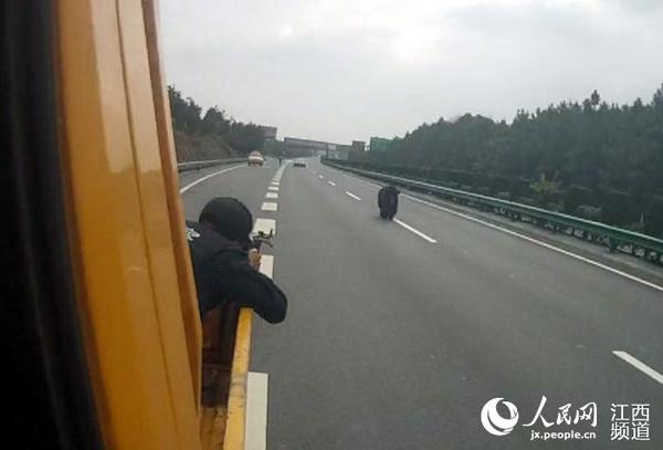 牦牛闯入高速公路，弋阳特警持枪追击。