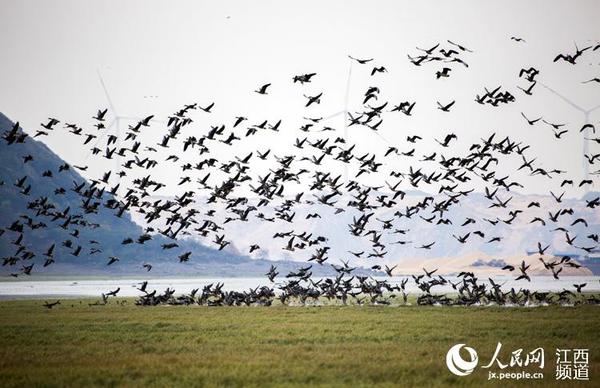 江西:鄱阳湖上空天鹅与大雁“共舞”|保护区|湿地_凤凰资讯