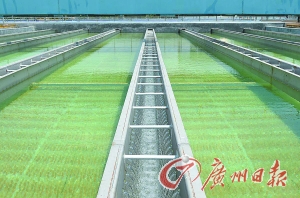 　　穗云水厂净水池面（资料图片）。 记者顾展旭 摄