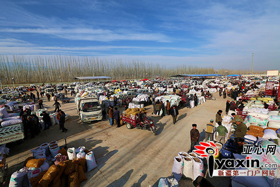 图为叶城县核桃交易市场全貌