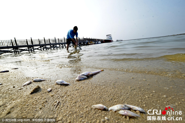 印尼海岸惊现大批死鱼 或因水温骤变缺氧而死