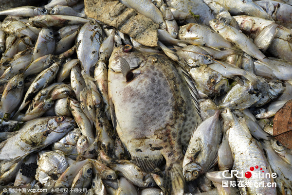 印尼海岸惊现大批死鱼 或因水温骤变缺氧而死