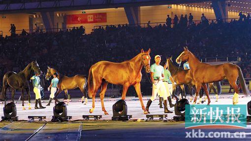 ■12月4日晚,《天马腾珠水·一带一路情》——弘马2015汗血马盛典在广州海心沙举行。新快报记者 宁彪/摄