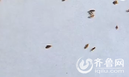 山东省农科院植物保护研究所于所长表示，这是蚧壳虫，不影响食用。（视频截图）