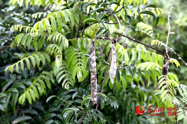 牛大力的育种（经优化培育后种植）