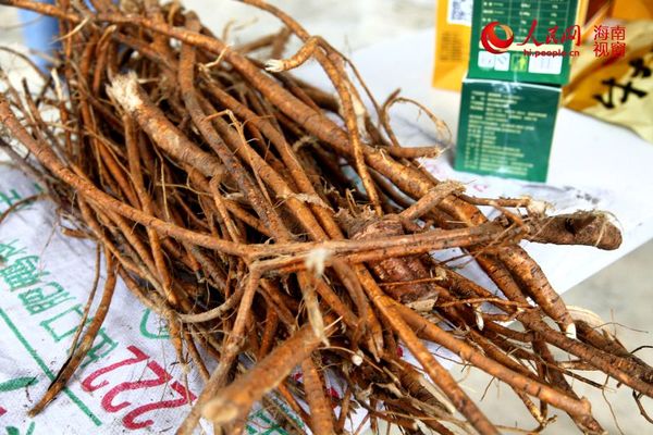 新鲜出土的牛大力（块根）