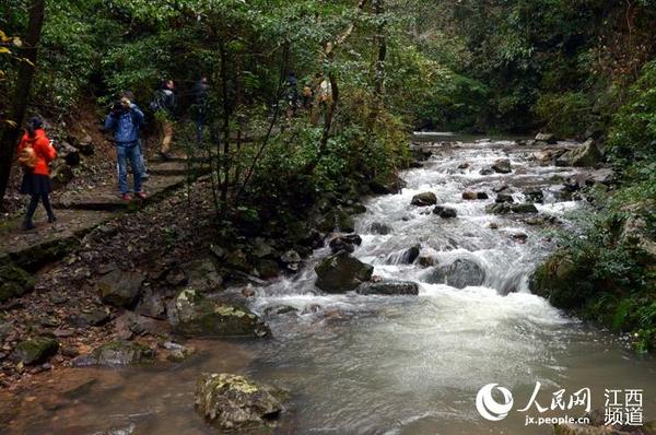 崇义县阳岭国家森林公园被誉为“天然大氧吧”。（时雨/摄）