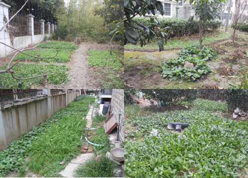 小区绿地被种满了蔬菜，杂乱无章