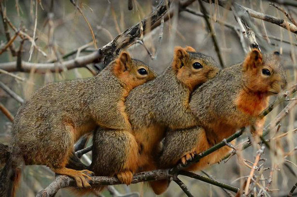 3只小松鼠一只接一只地从后“熊抱”同伴，长达1至2分钟。（图片来源：英国《镜报》）