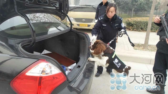 平顶山市公安局带犬女警史悦 与犬共舞的安保