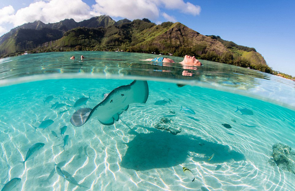 这名模特正漂浮在碧蓝的水面上,一条黄貂鱼正接近她。(网页截图)