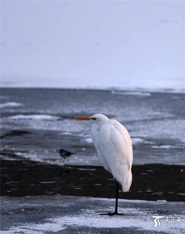12月21日18时，库尔勒市孔雀河狮子桥附近，一只白鹭伫立在冰面上“愣神”。
