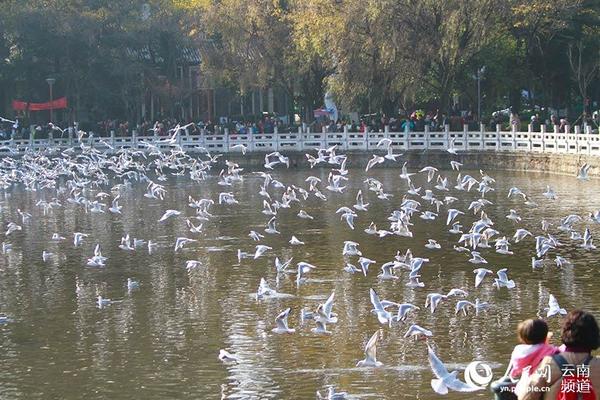 22日，昆明阳光明媚，市民和游客在翠湖公园给红嘴鸥喂食。（人民网 李发兴 摄）