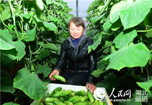 湖北省保康县寺坪镇庹家坪村获得“职业农民证”的农民柳发香在蔬菜合作社采摘水果黄瓜。