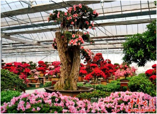 首届国际杜鹃文化旅游节将于元旦在湘潭开幕。图为与杨贵妃同岁的千年杜鹃花王。