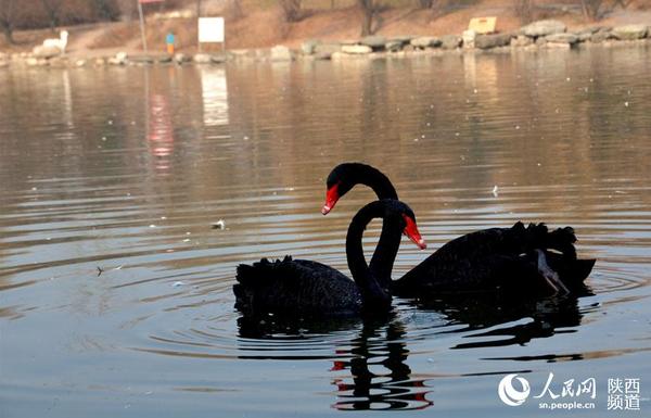 公园的中部是园内最大的水禽湖，也是最美丽的水景区。这里展养着雁鸭类、鹤类、鹭类、鹳类等水禽类20多种近千只