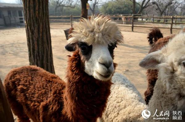 驼羊总是一脸萌萌哒