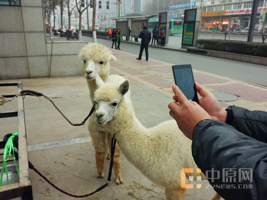 “赶紧拍,我们还要吃草呢!”