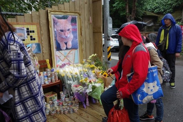 昨天适逢“大橘子”头七，爱猫人士昨替牠办追思会，现场挂出印有大橘子生前活泼身影的海报，民众排队献花、放罐头塔、猫抓板。图片来源：联合新闻网记者洪欣慈／摄影