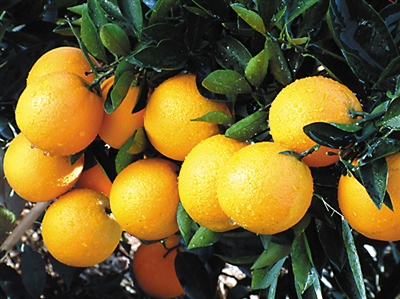 仿冒云冠橙横行 价格低的多是假货|京东|天猫