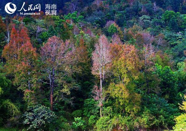 万山红遍(韩保献摄)