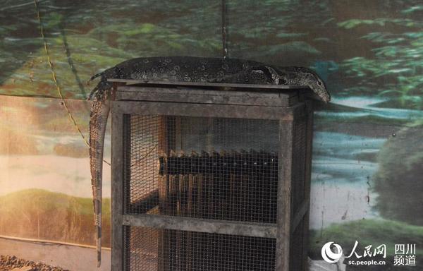 图为趴在暖气片上的圆鼻巨蜥。王波 摄