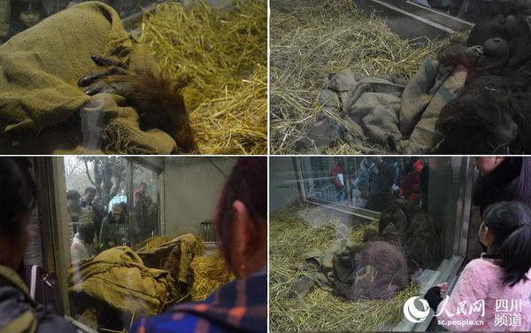 在游客的围观下，冬天“赖床”的红猩猩特里“害羞”了起来，用“被子”遮住了自己的脸。王波 摄