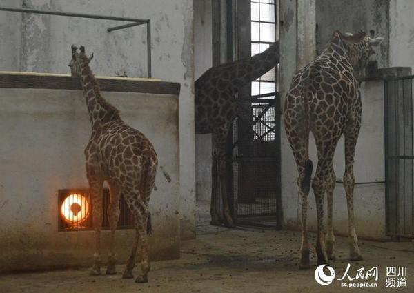 图为长颈鹿正取暖过冬。王波 摄