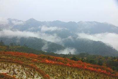 梯田、远山、云雾组成一幅美丽的画面。
