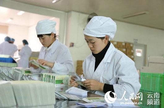 1月22日下午，工作人员正在昆中药生产包装车间包装药品。人民网 虎遵会  摄