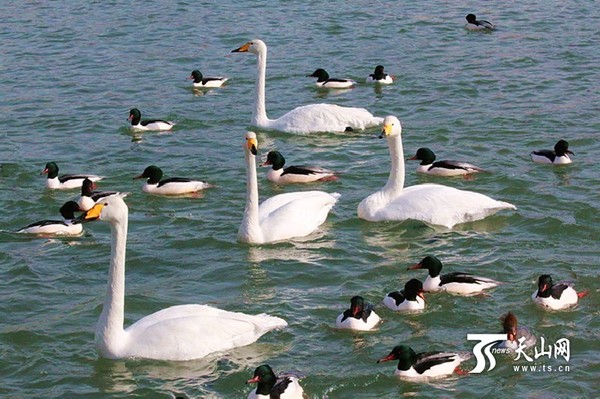 野生鸟群栖息杜鹃河上