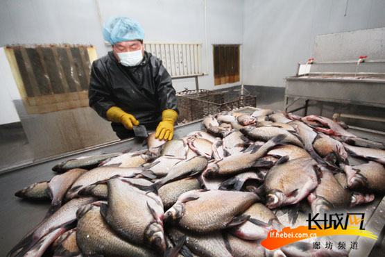 将清洗好的鱼划刀开口腌制时才能更加入味。张泰源 摄