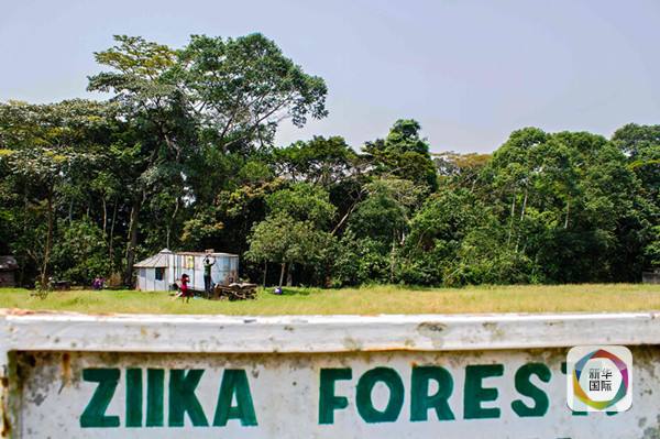 　　这是2016年1月29日在乌干达拍摄的寨卡森林。（新华/法新）