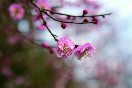 原标题:去淀山湖赏"梅"猴王 都说梅花香自苦寒来,冻爆了上海数千只