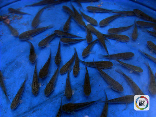 　　食蚊鱼。（图片来源：新华/法新）